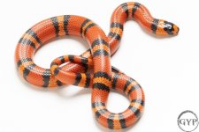 200924TangerineHETTangerineAlbino2-4.jpg