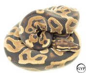 LeopardBallPythonM1.jpg