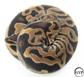 LeopardBallPythonM2.jpg