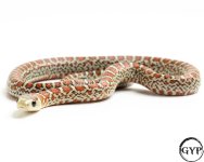 20100920KnobM1-4.jpg