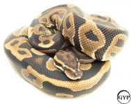 LeopardBallPythonM3.jpg