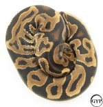 LeopardBallPythonM4.jpg