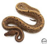 LeopardSpinnerBallPythonF1.jpg