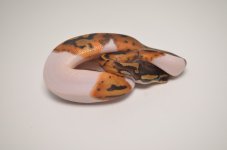 piedballpython4.jpg