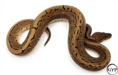 LeopardSpinnerBallPythonF2.jpg