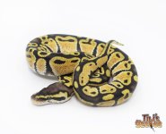 PASTEL 66% POSSIBLE HET CANDY BALL PYTHON1.jpg