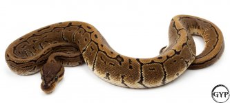 LeopardSpinnerBallPythonF3.jpg
