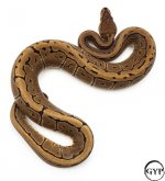 LeopardSpinnerBallPythonF4.jpg
