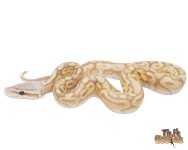 BANANA PEWTER ENCHI BALL PYTHON.jpg