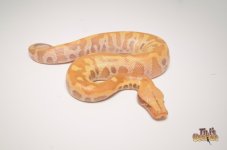 T+ ALBINO BLOOD PYTHON.jpg