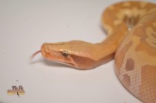 T+ ALBINO BLOOD PYTHON1.jpg