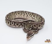 VANILLA PEWTER BALL PYTHON.jpg