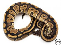 MahoganyBallPythonM1.jpg