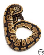 MahoganyBallPythonM2.jpg