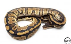 MahoganyBallPythonM3.jpg