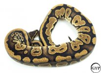 MahoganyBallPythonM4.jpg