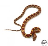 HetScalelessF3-1.jpg