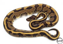 LeopardEnchiBallPythonM1.jpg