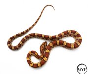 HetScalelessF2-1.jpg