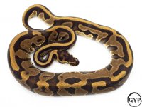 LeopardEnchiBallPythonM2.jpg