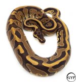 LeopardEnchiBallPythonM3.jpg