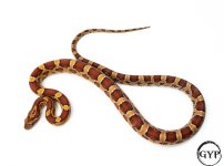 HetScalelessF1-1.jpg