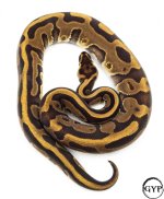 LeopardEnchiBallPythonM4.jpg