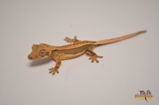 WHITEOUT QUADSTRIPE CRESTED GECKO.jpg