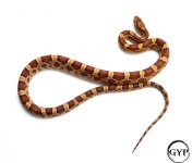 HetScalelessF4-1.jpg