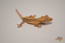 WHITEOUT QUADSTRIPE CRESTED GECKO1.jpg