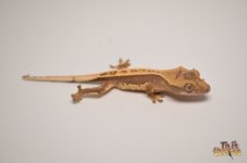 WHITEOUT DARK AND CREAM LAVENDER CRESTED GECKO1.jpg
