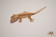 WHITEOUT DARK AND CREAM LAVENDER CRESTED GECKO .jpg