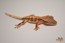 HARLEQUIN LILLY WHITE CRESTED GECKO.jpg