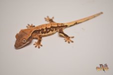 HARLEQUIN LILLY WHITE CRESTED GECKO1.jpg