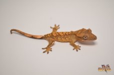 YELLOW TIGER FLAME CRESTED GECKO.jpg
