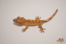 YELLOW TIGER FLAME CRESTED GECKO1.jpg