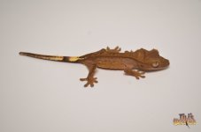 DARK PHANTOM PINSTRIPE CRESTED GECKO.jpg