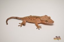 ORANGE SUPER DALMATIAN CRESTED GECKO.jpg