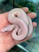 pastel ivory 400.jpg