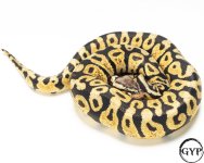20111319FireflyF238g2.jpg