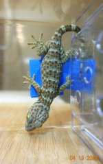 tokay12182020 (1)M.jpg