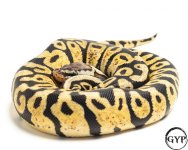 20111319FireflyF238g3.jpg