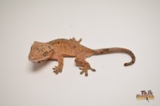 ORANGE SUPER DALMATIAN CRESTED GECKO1.jpg