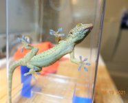 tokay12182020a (1)M.jpg