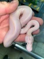super pastel ivory 650.jpg