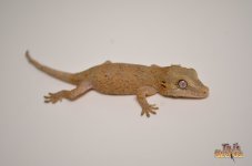 (RED BASE?) PASTEL BABY GARGOYLE GECKO.jpg