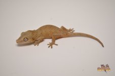 (RED BASE?) PASTEL BABY GARGOYLE GECKO1.jpg