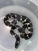 Mosaic cal king 150 (2).jpg