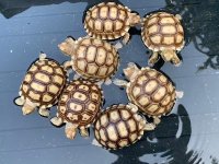 sulcata9-16-20dg.jpg