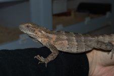 DSC_0571.jpg